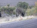 Wild burros (2)